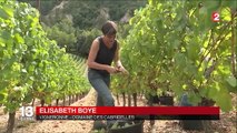 Lozère : la renaissance d'un vignoble