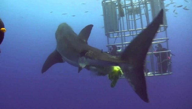 This Disturbing Footage Is Exactly Why People Should Never Swim With Great White Sharks