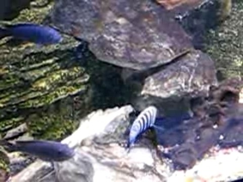 Cynotilapia afra cobué + Pseudo Elongatus mpanga