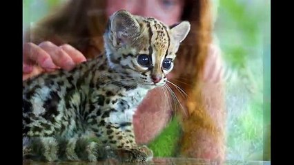 Acheter Des Chatons Ocelot Chatons Exotique Chatons Ocelot A Adopter Exotickittenshouse Gmail Com Video Dailymotion