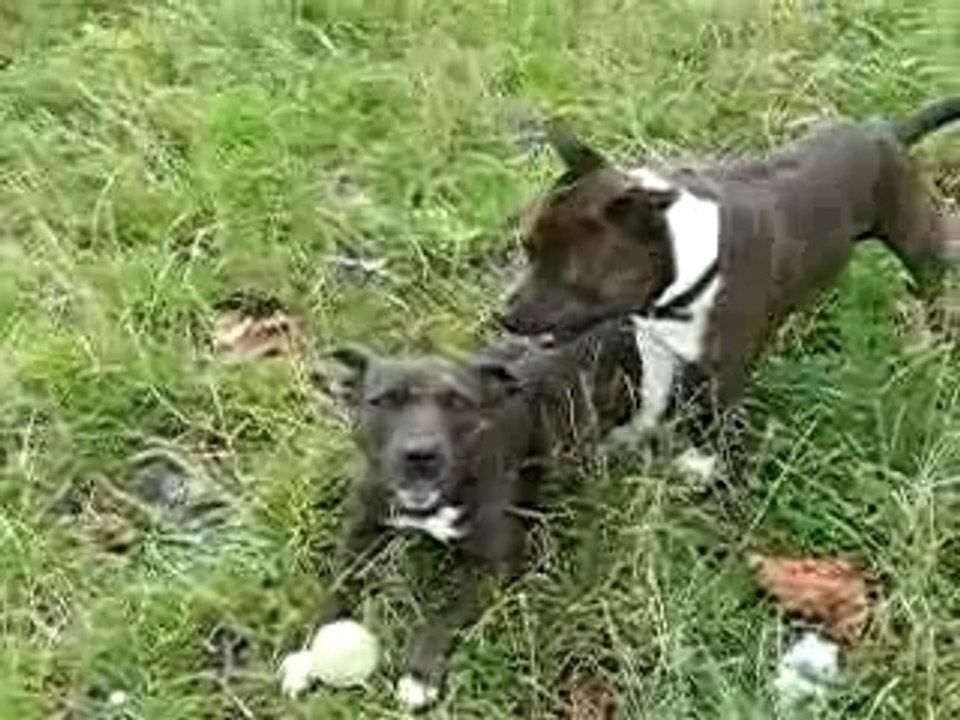 Alpha & Tita