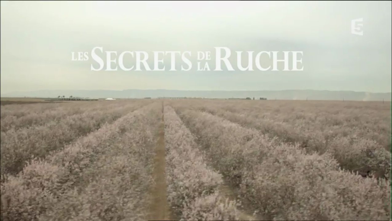 Les Secrets De La Ruche [HD]