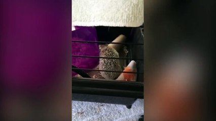 Ce hérisson pense qu'il peut rentrer dans ce petit tube... Raté