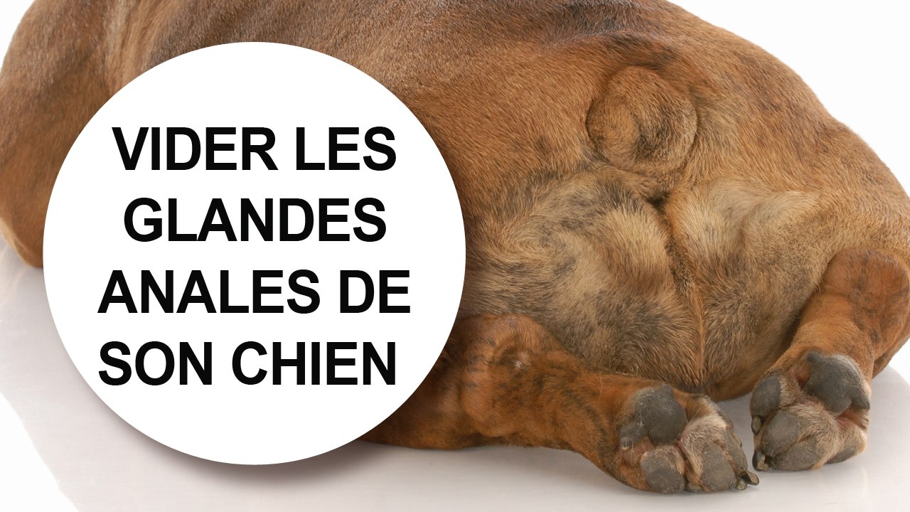 [Tuto véto] Comment vider les glandes anales de son chien Vidéo