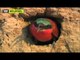 Hayvan Yuvaları - Kızıl Arı Kuşları - TRT Belgesel