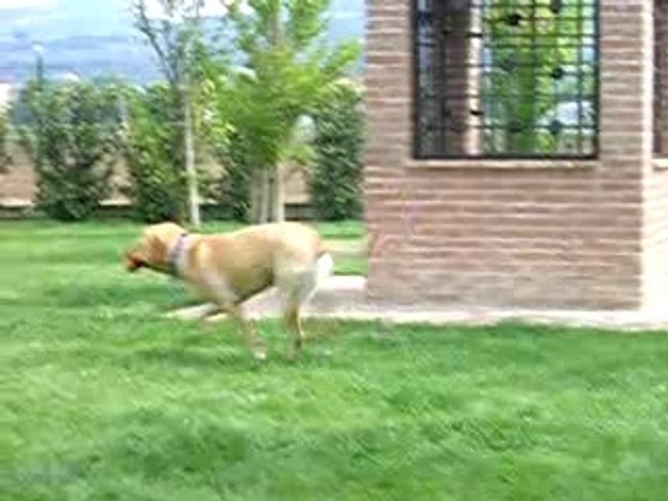 Ettore