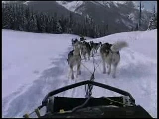 Chien de traineau au canada