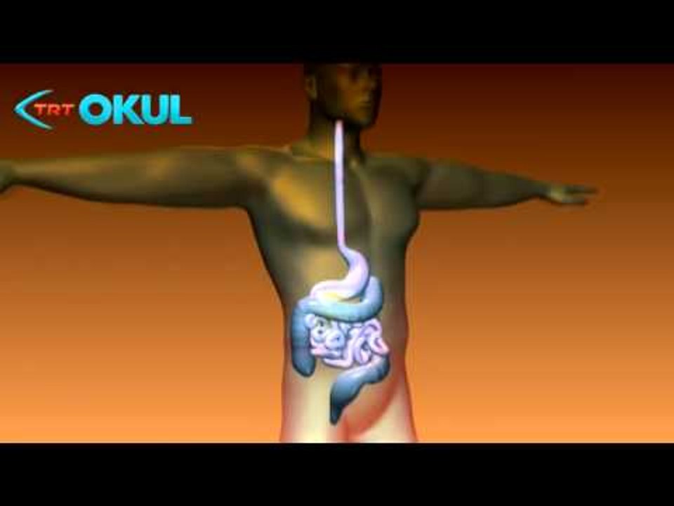 Anatomi Atlası - Pankreas - TRT Okul