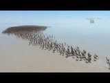 طيور الفلامنغو والتكاثر في بحيرة الملح بولاية أكسراي التركية