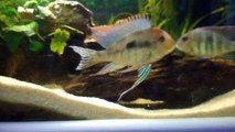 parade et repro geophagus red head