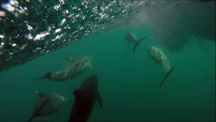 Diana's Dolphin Show by Pittner Real Estate