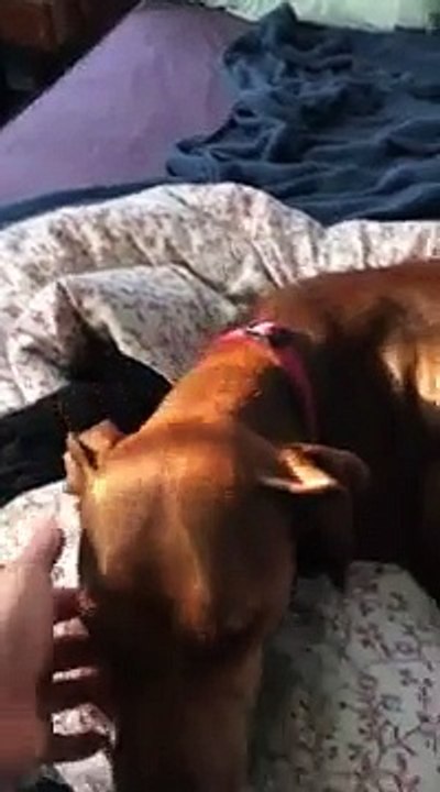 Perro se puso a llorar por su dueño y se volvió viral