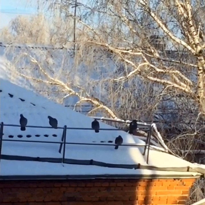 Белка 2016