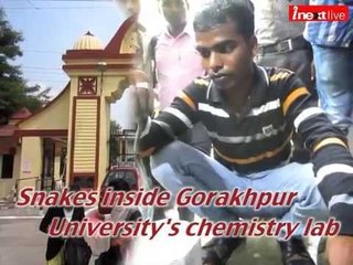 Snakes inside Gorakhpur University's chemistry lab