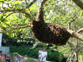 Le monde des abeilles