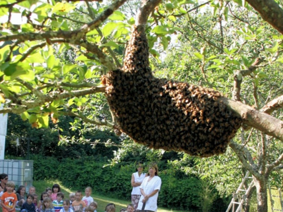 Le monde des abeilles