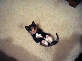 Este gatito te derretirá el corazón en solo 20 segundos... ¡cuando veas la forma en que se acuesta! OMG, ¡Awwww!