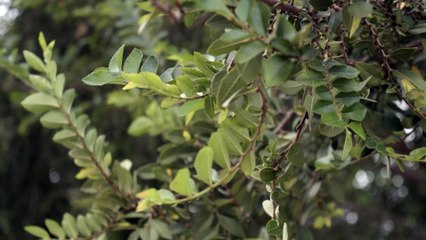 Nikon D3300 Test Footage Shutter 1/250 Iso 100 f3.5