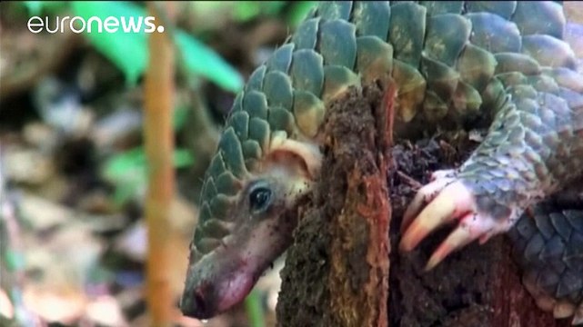 Les pangolins sont désormais protégés du braconnage