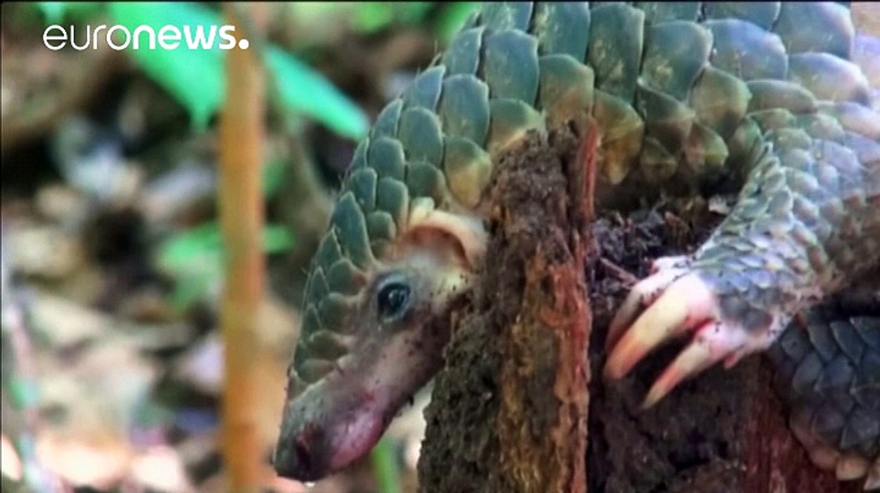 Höchste Schutzstufe für Schuppentiere