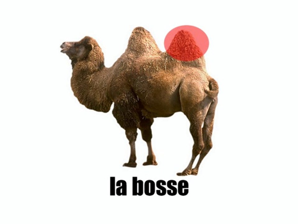 Learn French - Le chameau
