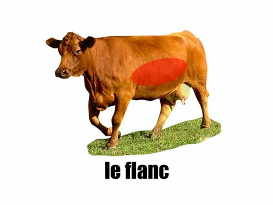 Learn French - La vache