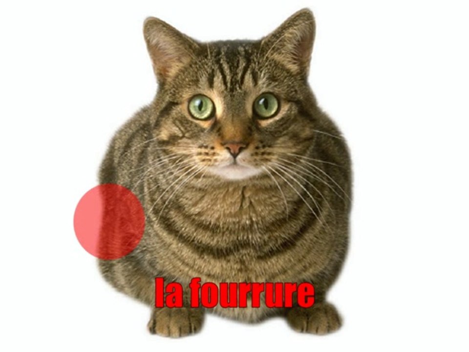 Learn French - Le chat
