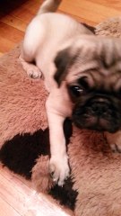 La petite Chucha pug-carlin