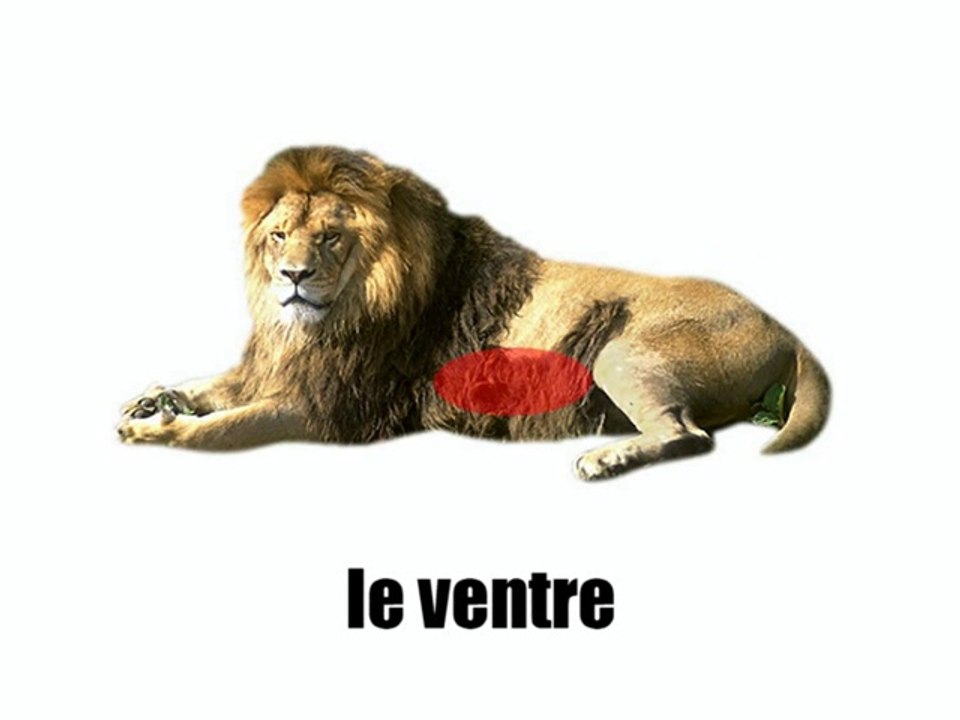Learn French - Le lion
