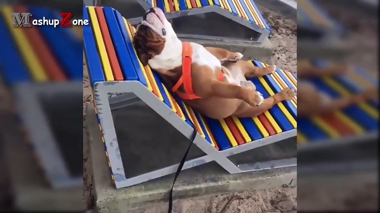 Funny Videos Of Funny Animals - Try Not To Laugh Challenge 2016