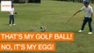Golfer Interrupted by Angry Birds Protecting Mistaken Egg