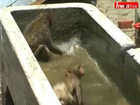 Funny Video: Monkeys playing in water to avoid heat stroke