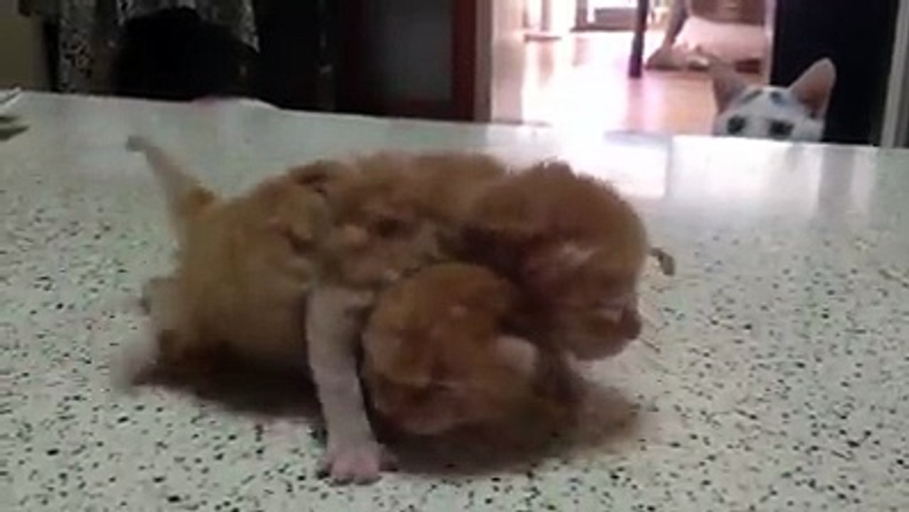 Laughing Funny 13