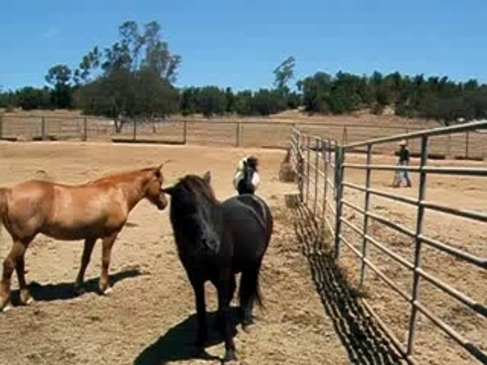 Little Pinto Icelandic Horse