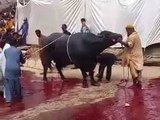 cow qurbani out of control | anari qasai | anari qasai on bakra eid | eid ul adha | cow qurbani