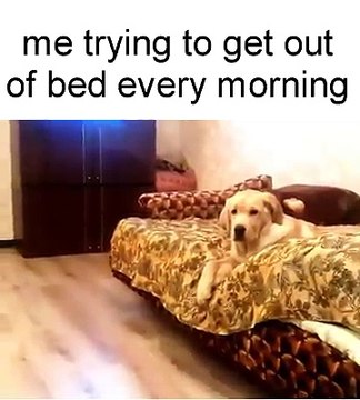 Come Mi Alzo Ogni Mattina