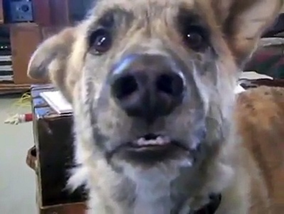 Amazing Dubmash by Dog