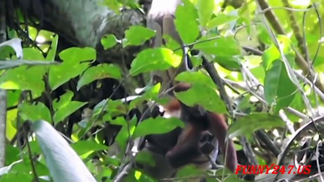 Python vs. King Cobra vs. Snake vs. Monkey Real Fighting ☆ Snake Chanel Tv