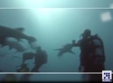 دیکھیے حیرت انگیز ویڈیو شارک کے ساتھ کس طرح کھیل رہا ہے