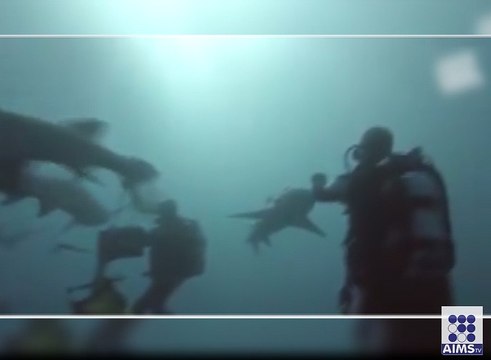 دیکھیے حیرت انگیز ویڈیو شارک کے ساتھ کس طرح کھیل رہا ہے