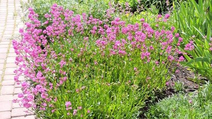 Canada 2016 - Kelowna - Guisachan Heritage Park