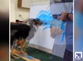 کتے نے اپنی مہارت سے سب کو حیران کردیا آپ بھی یہ ویڈیو دیکھیں