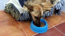 Il prend soin d'un chien mourant et affamé, 2 mois plus tard il pete la forme