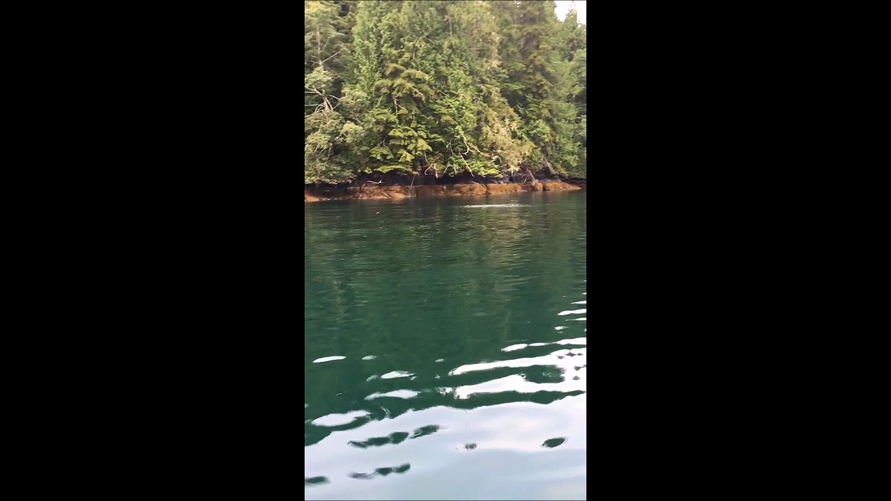 Cette baleine à bosse chasse à quelques metres d'un bateau... Incroyable