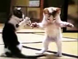 Rabbit and cat singing and _dancing loooool
