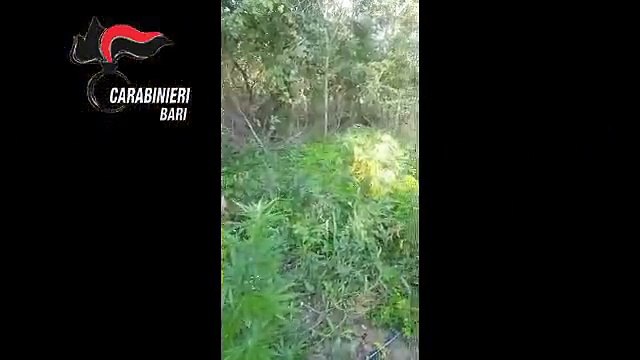 Minervino Murge: scoperta centrale della marijuana. Arrestati quattro agricoltori