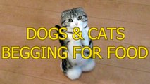 Dogs and cat begging for food
