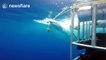 Aggressive great white shark eats bait close to shark cage