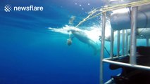 Aggressive great white shark eats bait close to shark cage