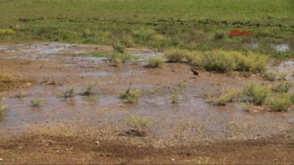 Şanlıurfa Suruç'ta Taban Suyu Yükselen Mahallenin Sakinleri Tedirgin